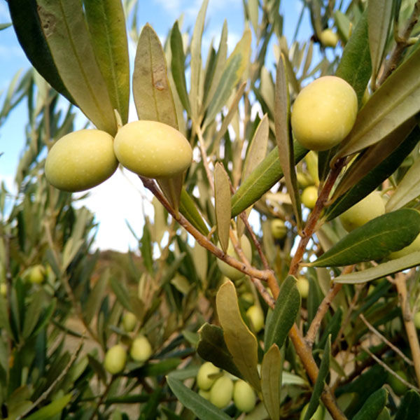 olive-oil-sq